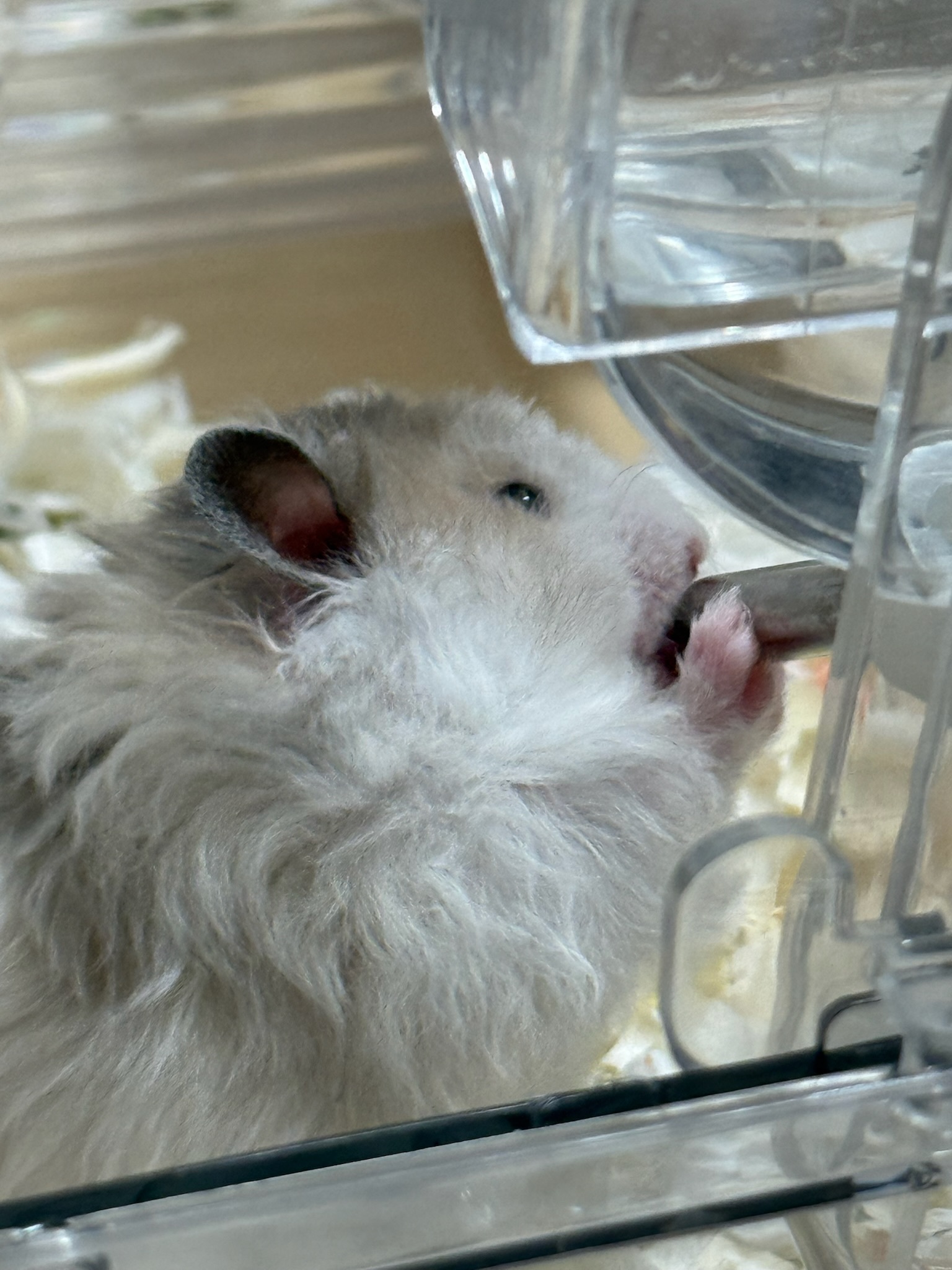 鼠鼠喝水！太可爱了叭