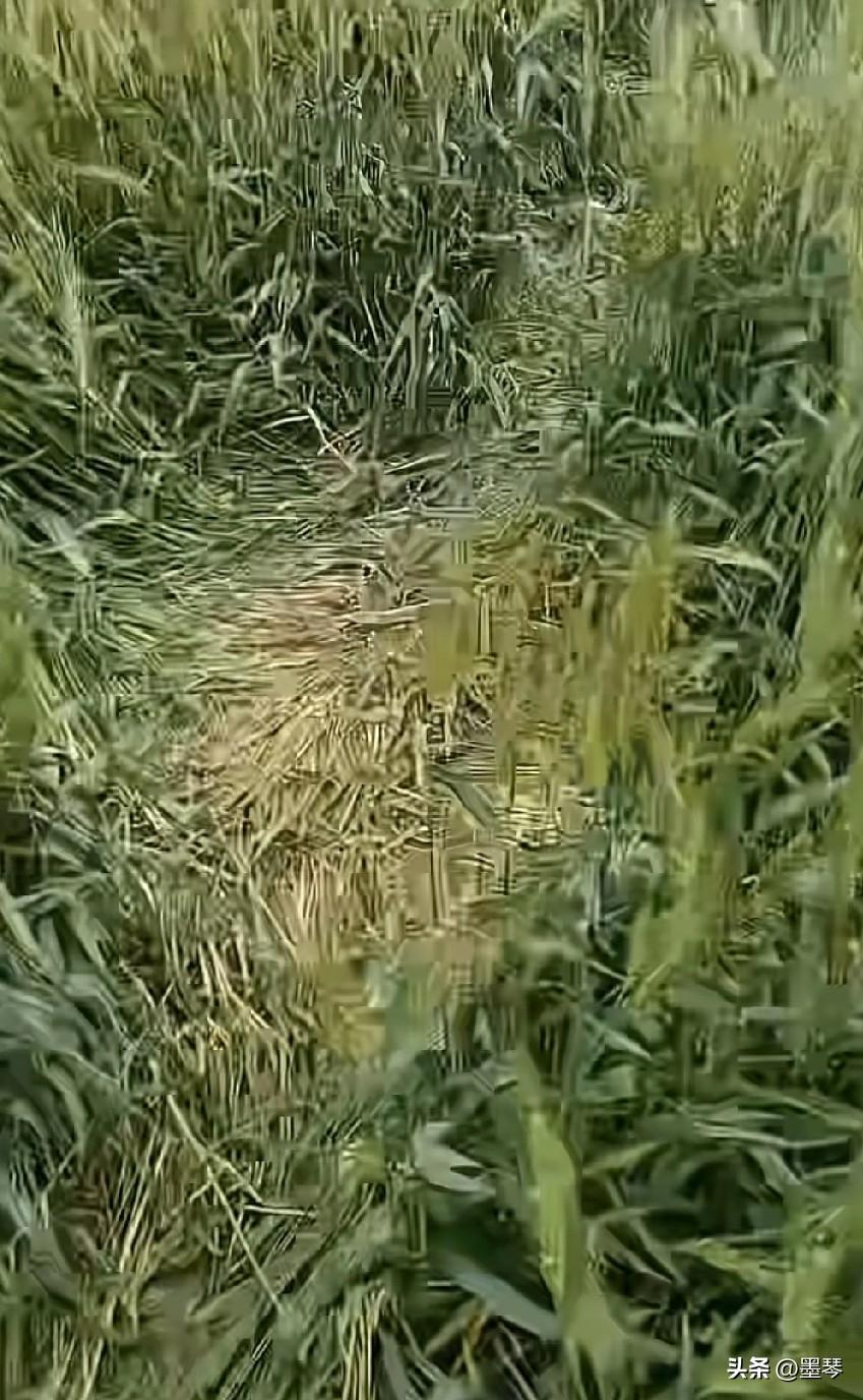 城巴佬些，你们的素质真的太差喽！

相信大家都看到过前几天我推荐过得宜宾“瞌睡坝