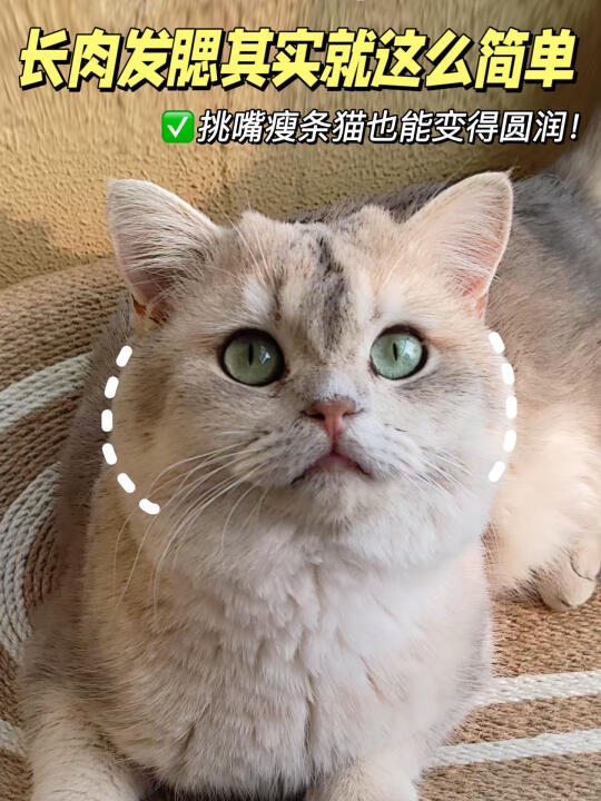 轻松拿捏挑食小猫，长肉发腮不再是梦！！