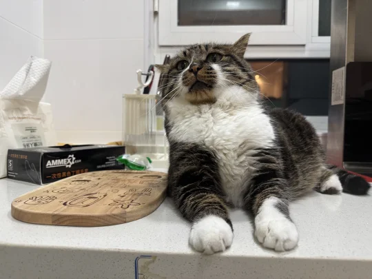 宝宝好像知道自己是个大面包了。