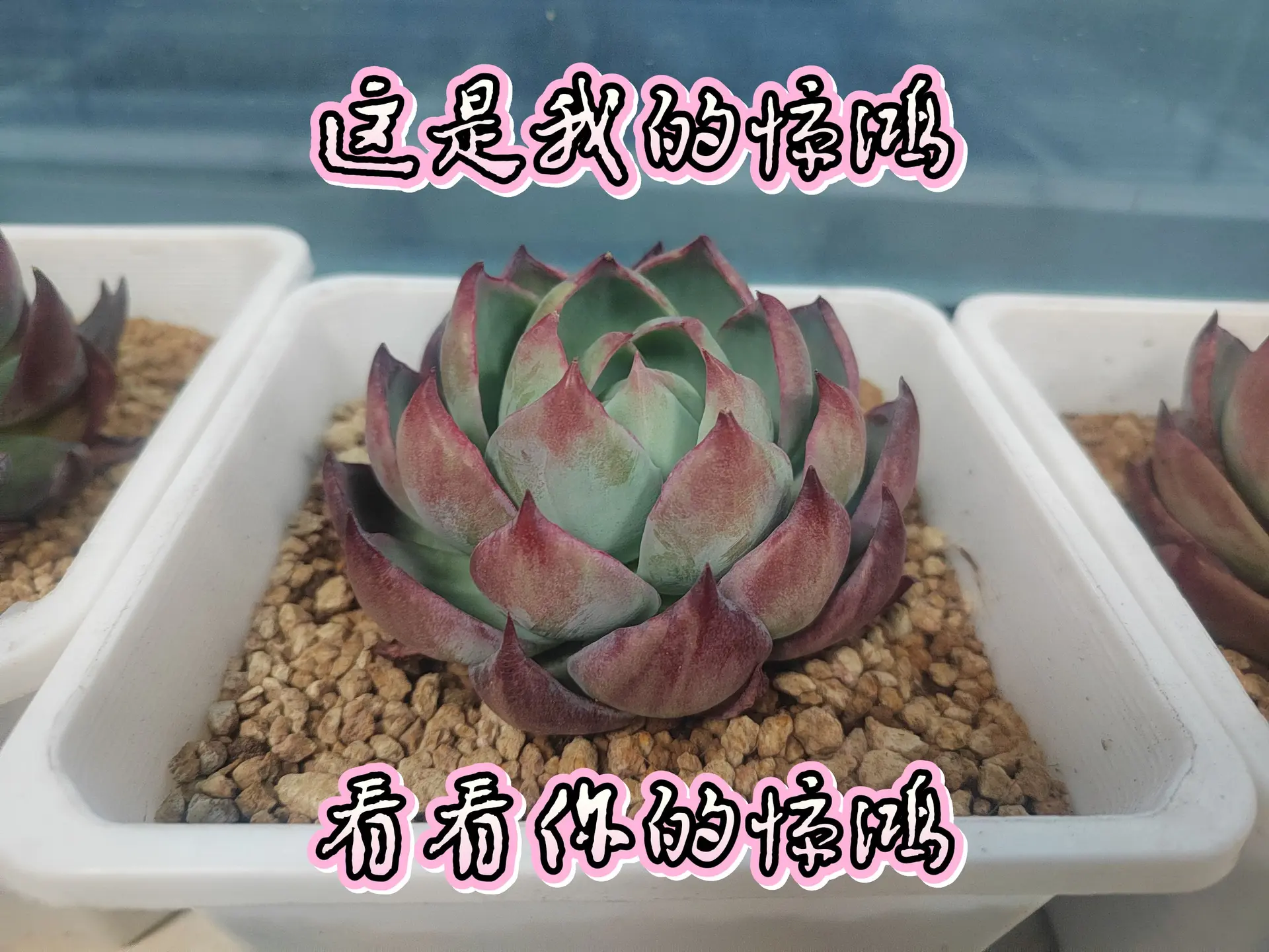 做人不要太攀比我有惊鸿你有啥？