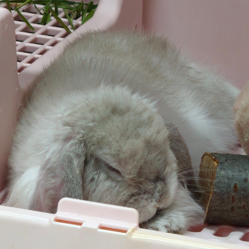听说有人想看这只小猪 ​​​