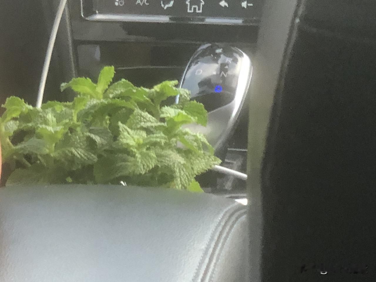 一大早，遇到一件稀奇事

早上去医院复查，
要的是网约车。
一上车，
一股清香味