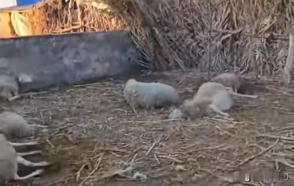 诶妈呀！这不是我老家那的事儿吗？该不会是我们那个小山村的吧！刚才我看到一则消息，