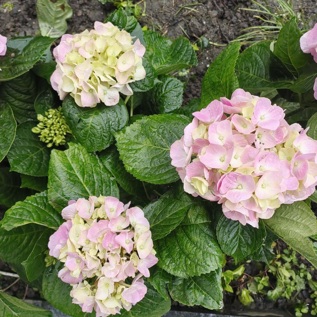 万万没想到，带状疱疹还会引发神经痛！

女儿2周前说她腰痛，自以为是腰椎间盘的问