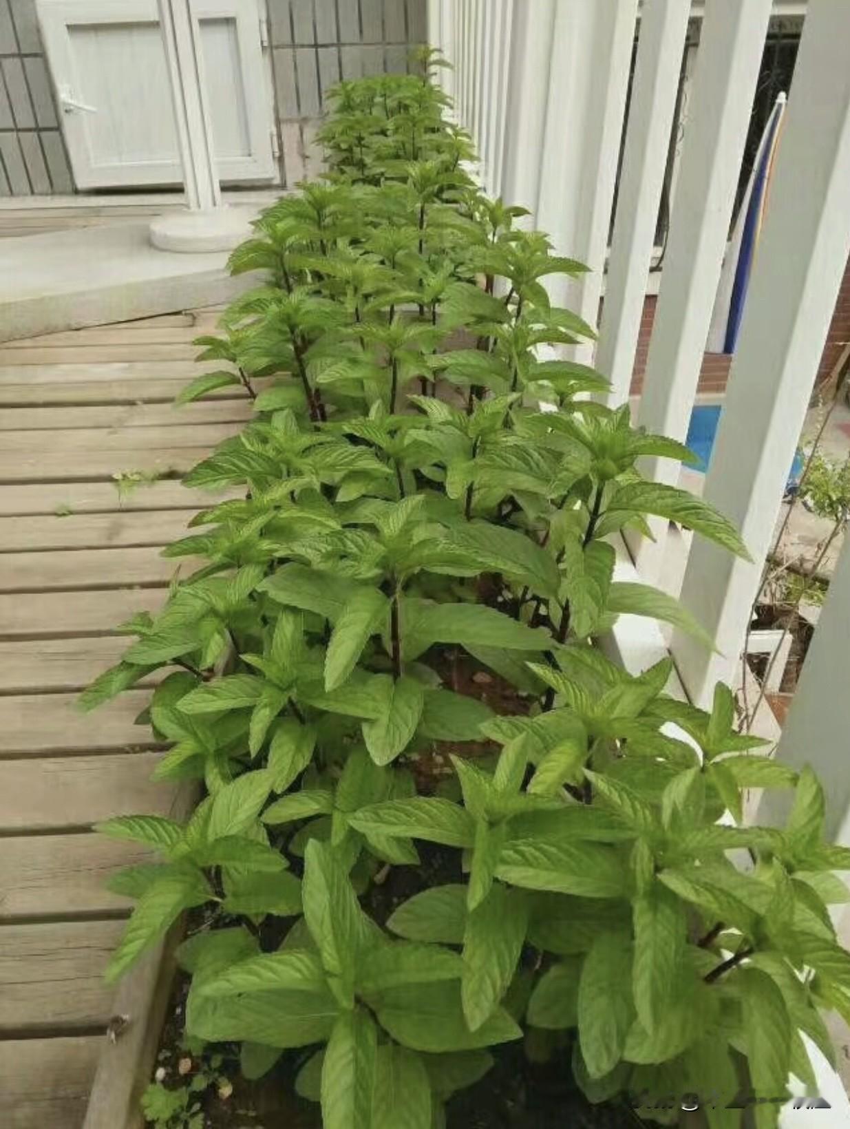 知道这是什么东西吗？薄荷

    我家小菜园不大，却种了很多乱七八糟的东西，其