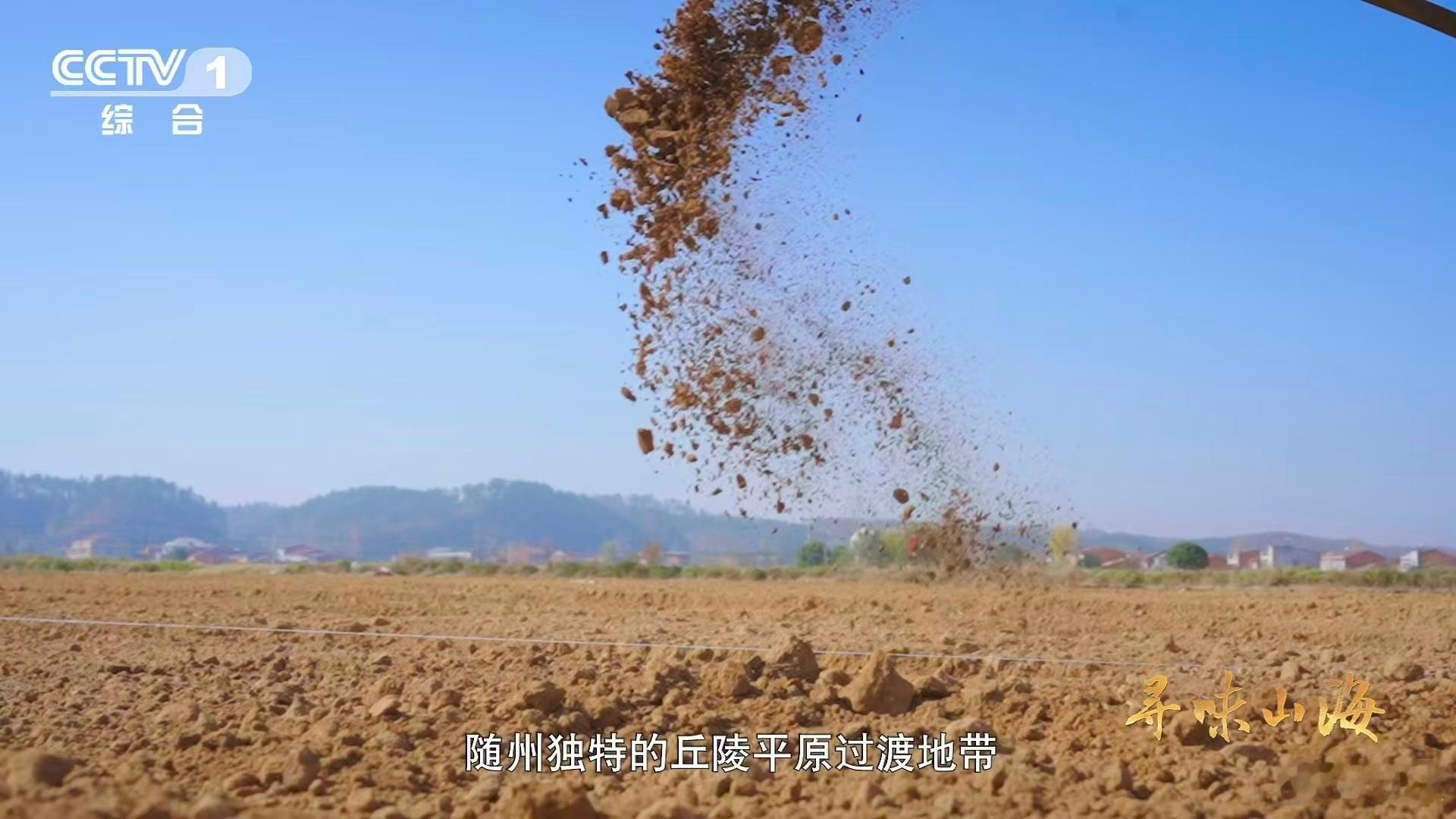 会吹泡泡的蔬菜湖北有种0摄氏度严选青菜  秋冬打霜天是泡泡青的加分项！霜打过纤维