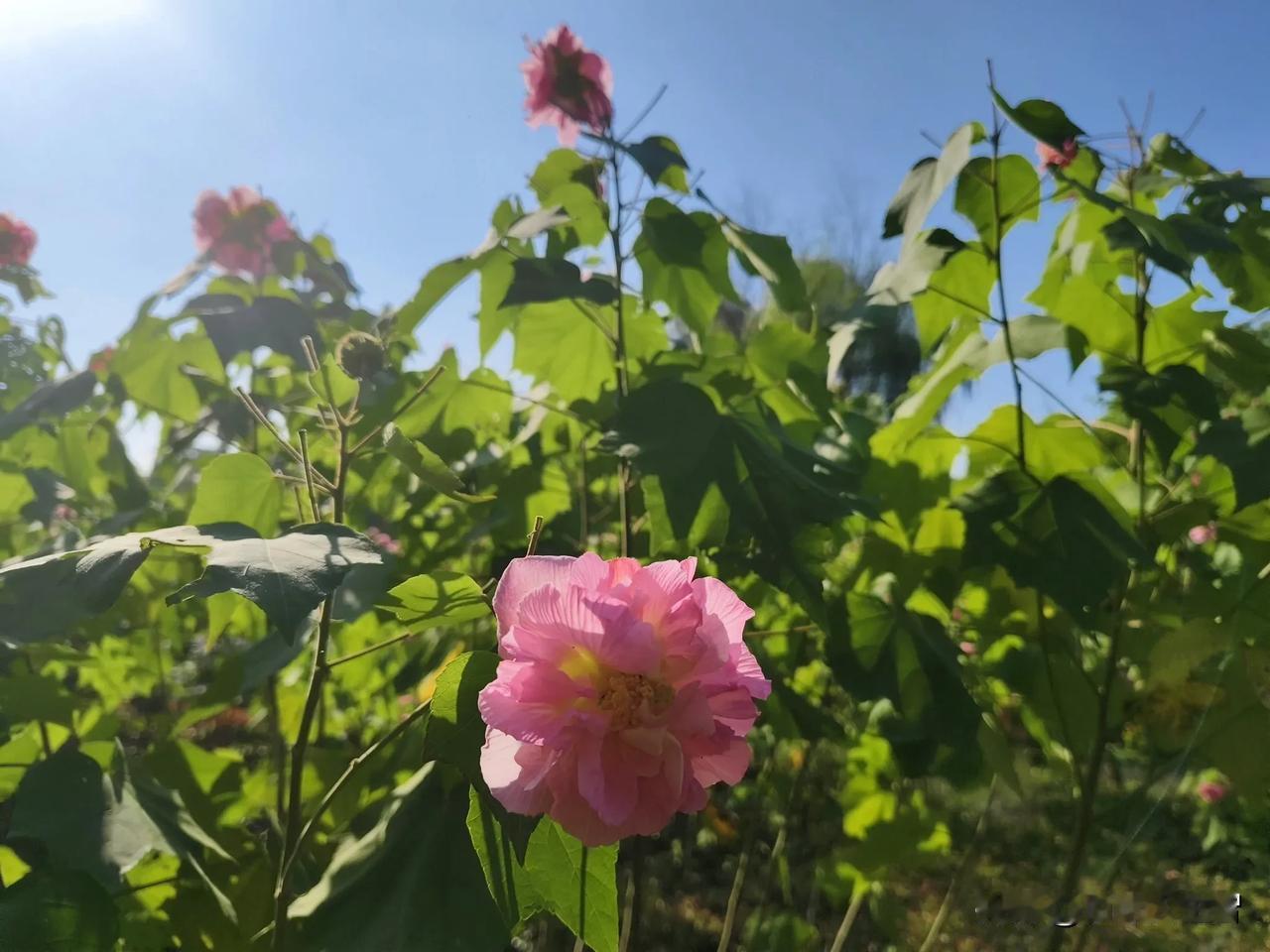 [祈祷]秋日阳光暖身之所想[祈祷]
炎热的夏季，烈日照射下痛恨阳光晒人，可现在柔