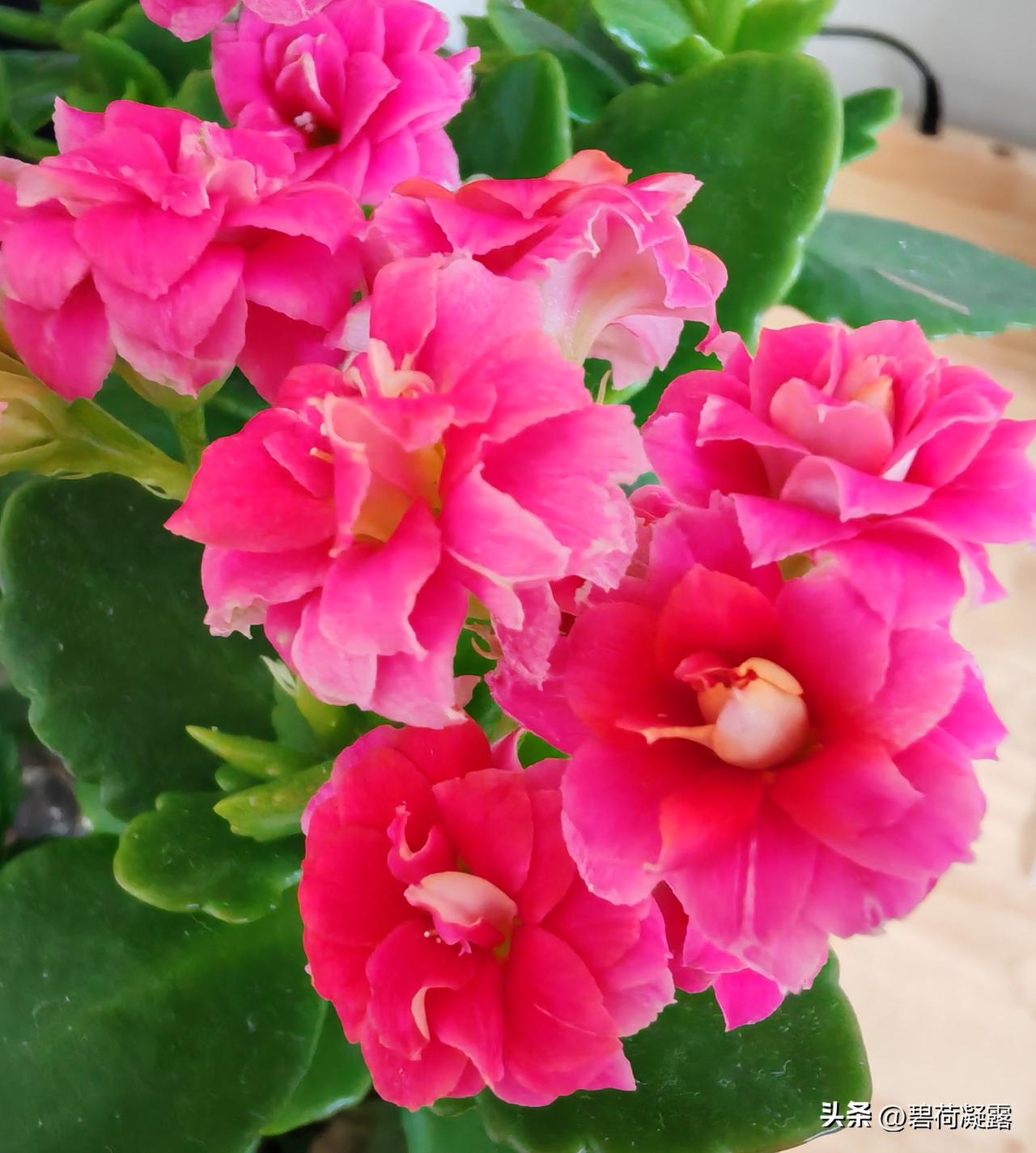 今天是正月十五元宵节，元宵节的名称来源于“上元节的晚上”，因为正月十五是农历的第