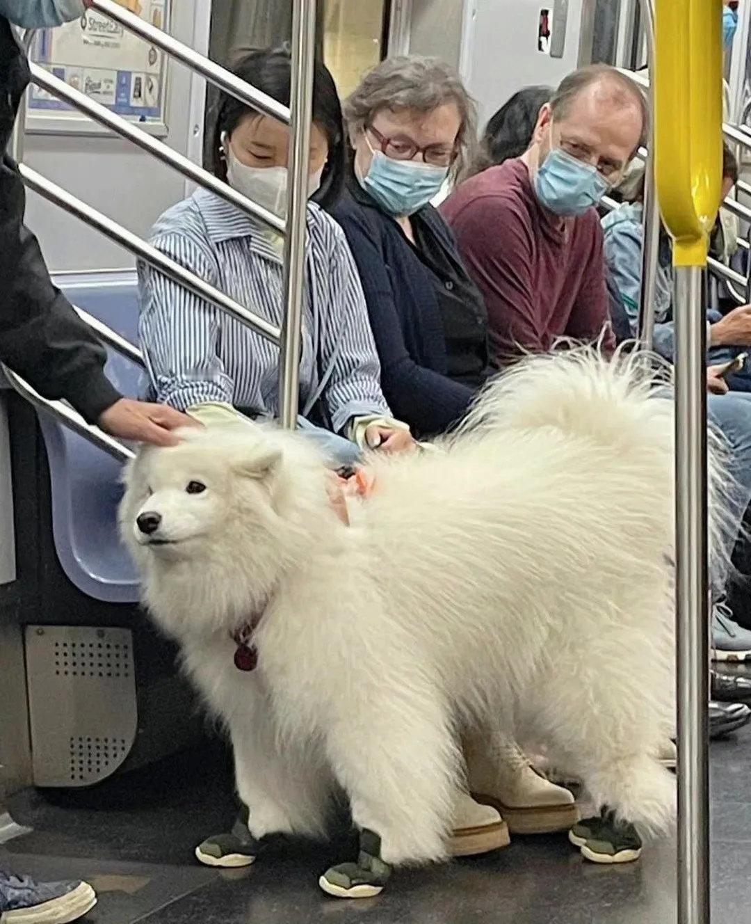 地铁上穿着小鞋子的萨摩耶，看得出来大家都很喜欢它！