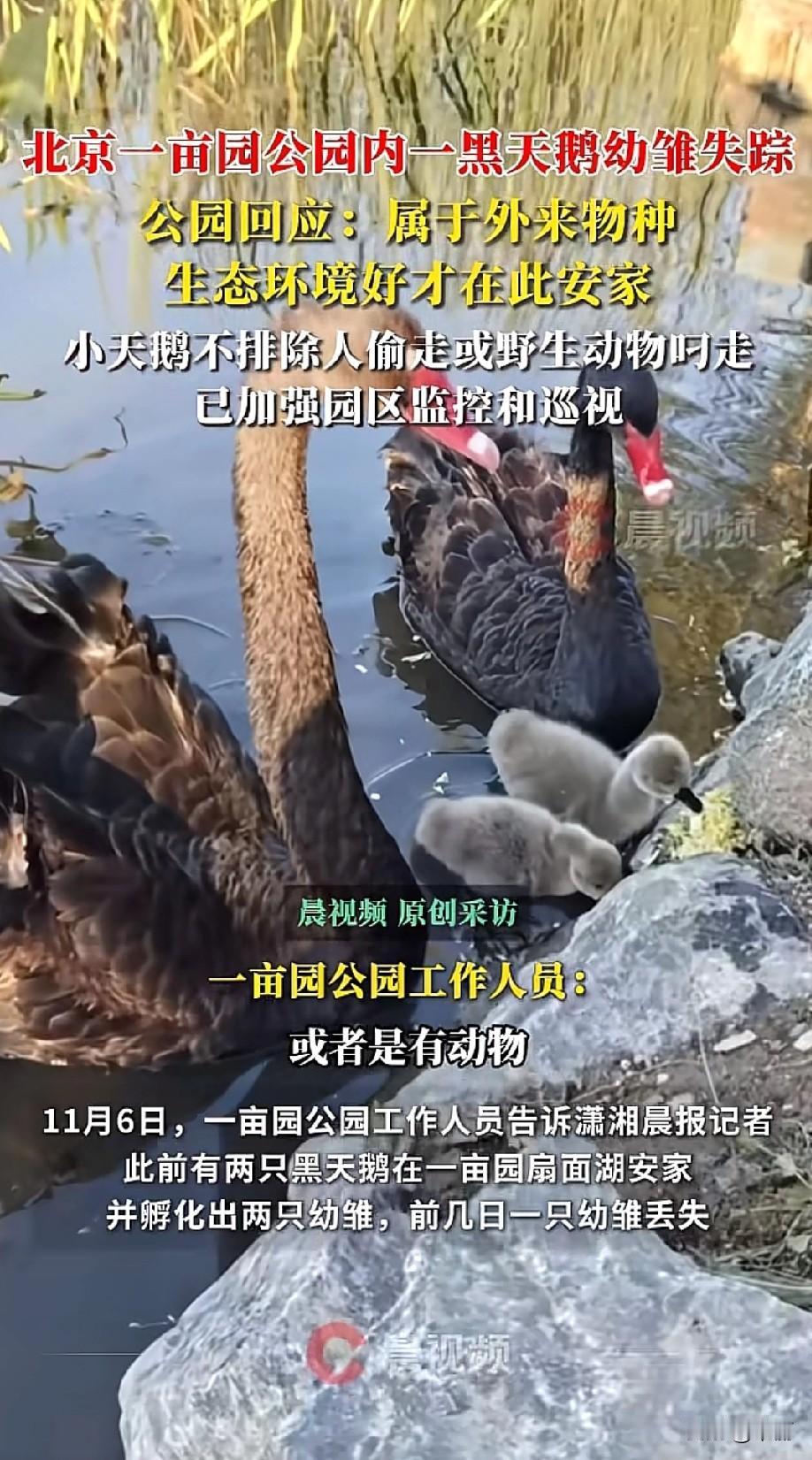 北京一亩园公园扇面湖的黑天鹅幼仔丢了一只，之前成年黑天鹅孵出两只幼雏，有市民用视