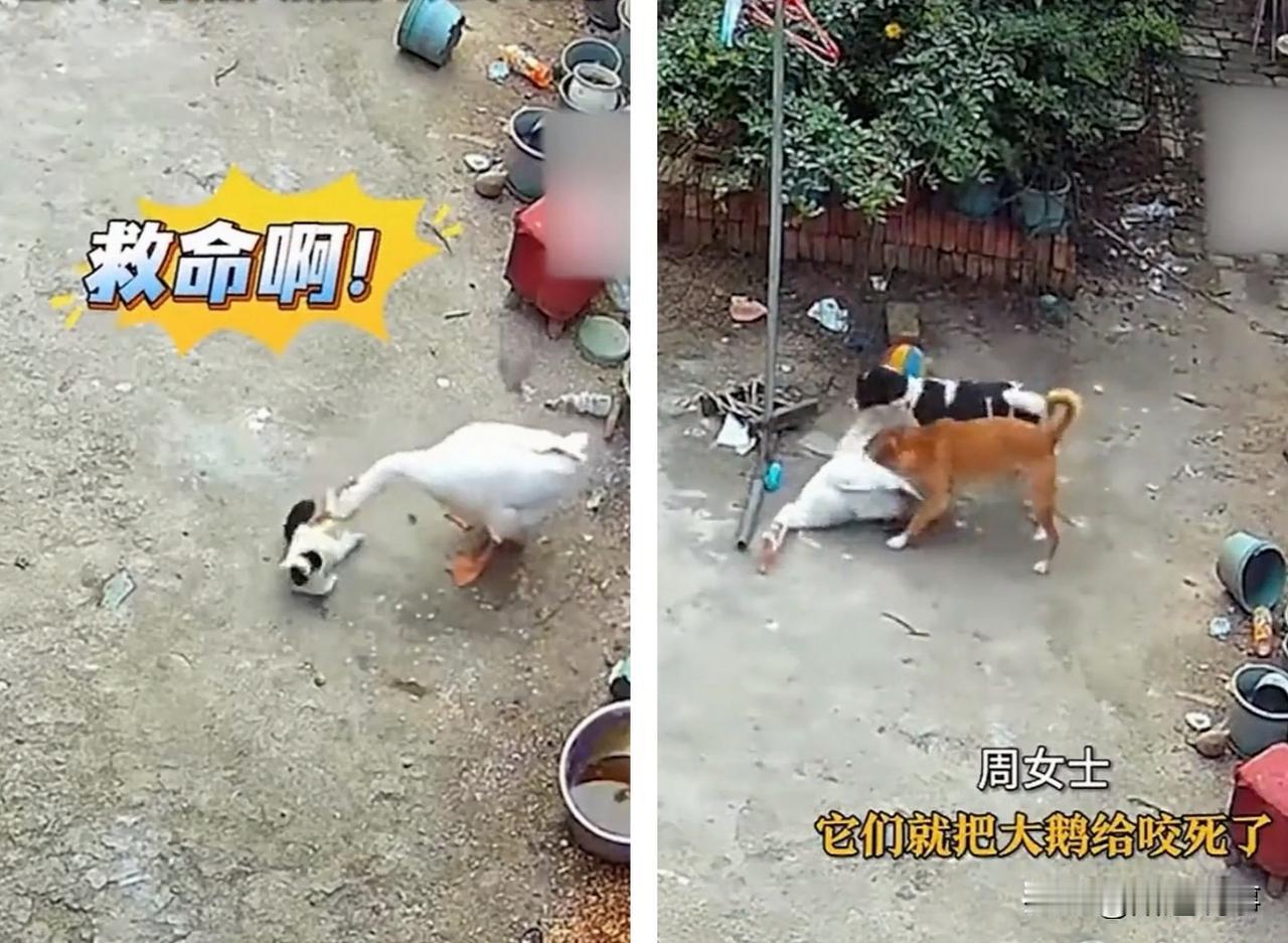 笑不活了，最近网上流传一段动物界的复仇视频，堪称经典，原来动物界也有霸凌仇杀故事