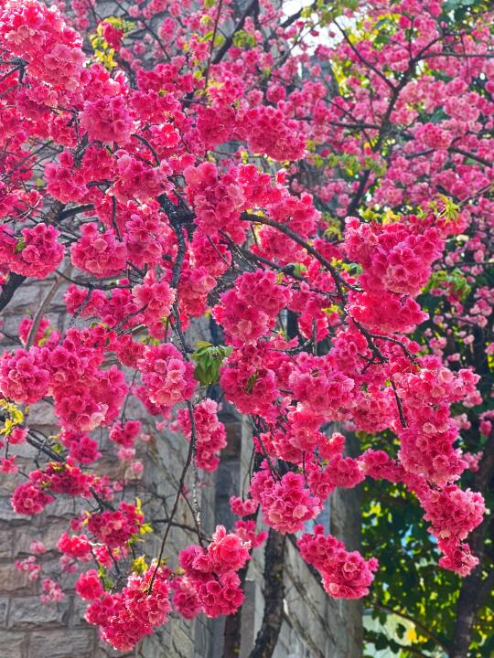 大理春樱盛开🌸🌸🌸浪漫季节📸📸