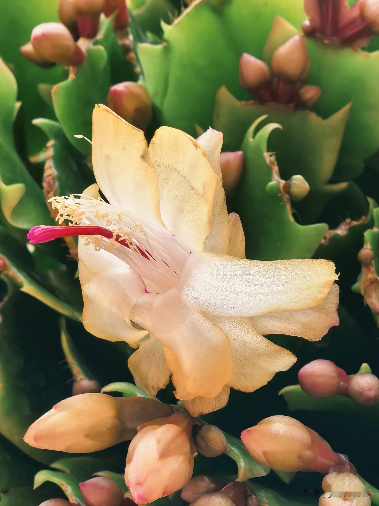 昨日无事，我让先生陪着我去逛花市。
在花市买了三盆蟹爪兰，黄红粉三色。
我特别喜