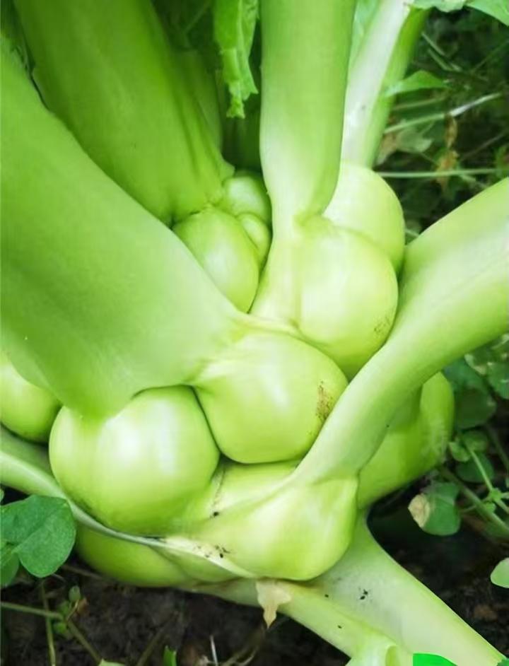 这是什么菜？请教有缘者。