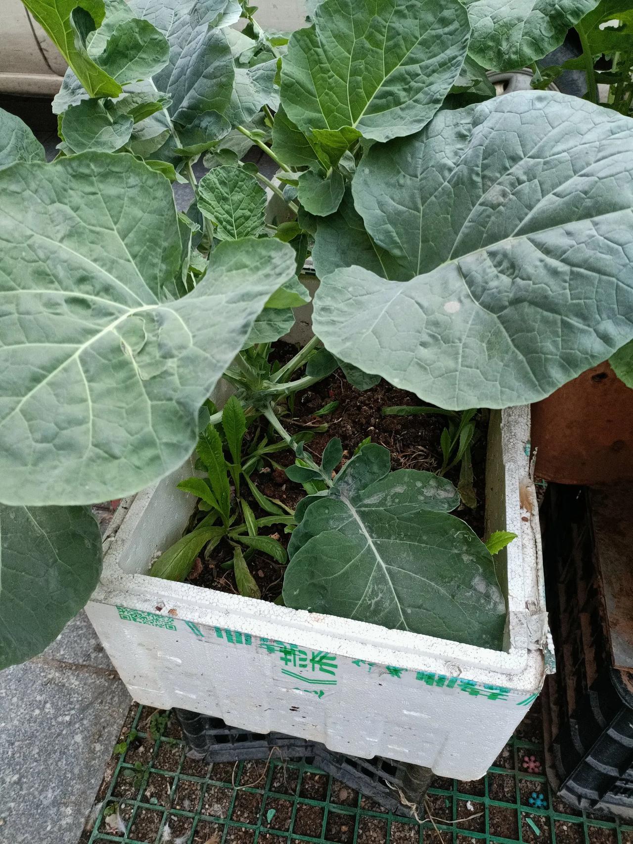 在店子后面的空地上种了点小菜，买种子的时候，那商家跟我说，这种子是专吃菜苔的一种