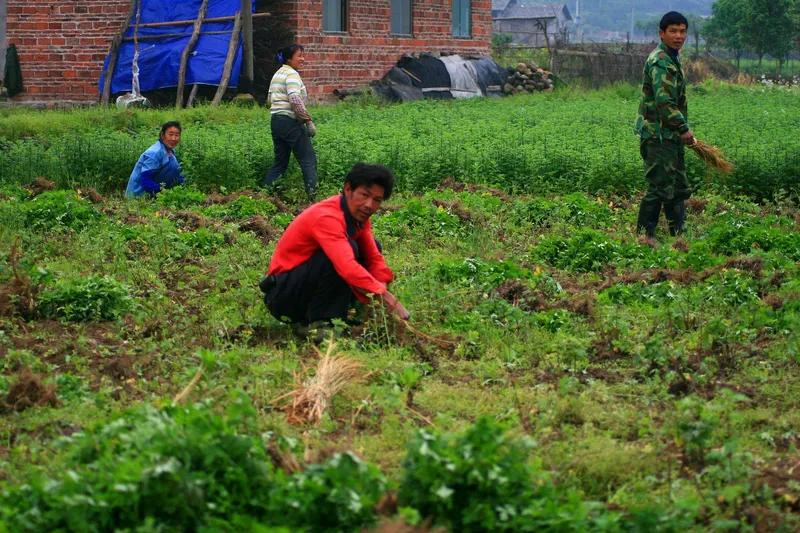 村花妙龄二十九，
至今没有男朋友。
父母招婿要上门，
几个帅男登门求。