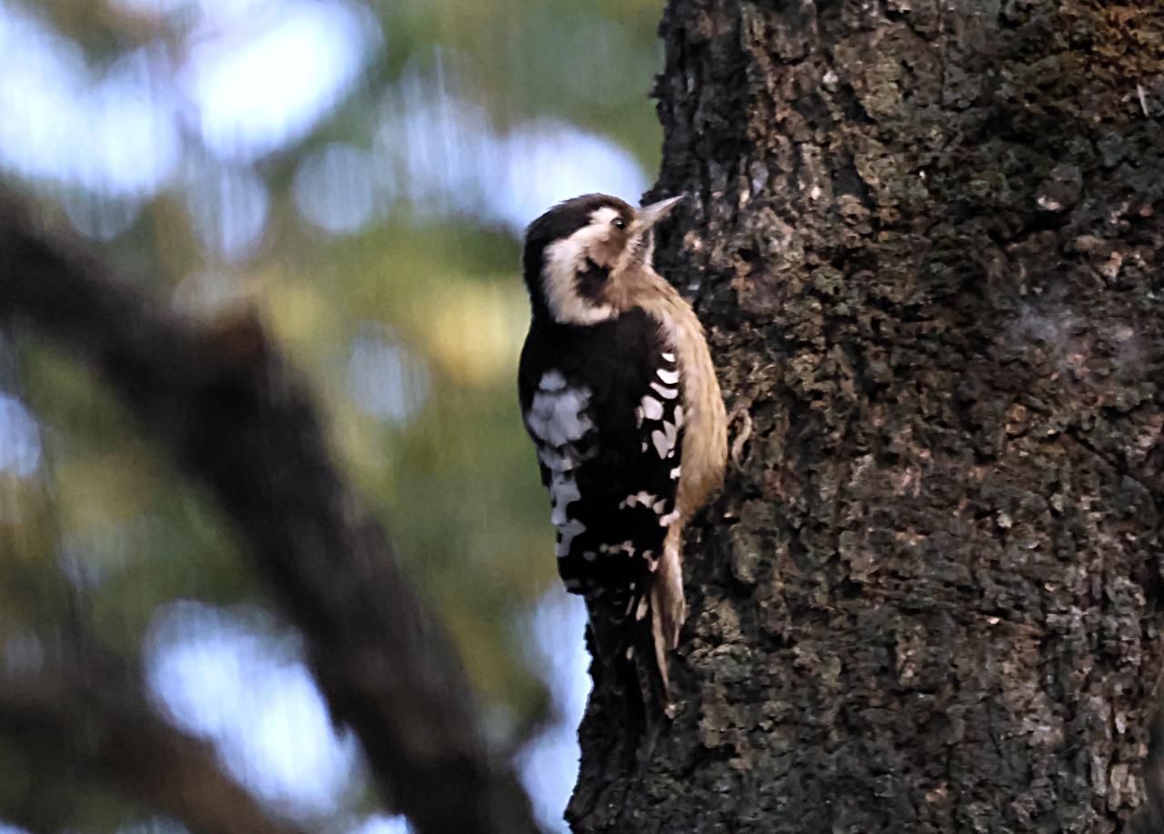 春拍黑龙潭！
好久没去黑龙潭了，今天春光正好，上午去看了一下，褐渔鸮没来上班。