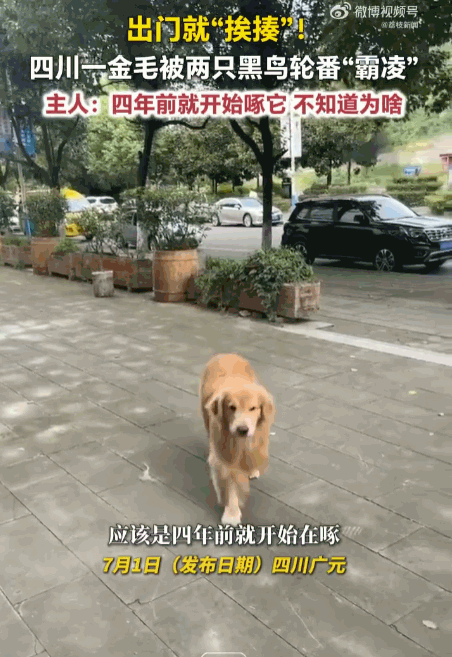 四川广元一位女士养了条温顺可人的大金毛，平时性格温顺，与世无争，每天的活动范围也