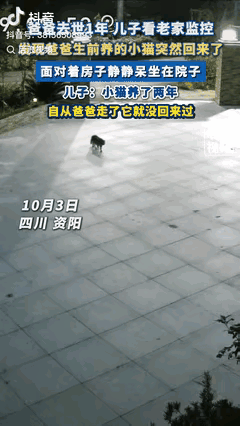 “万物皆有灵！”四川资阳，一男子翻看老家监控时，无意间发现消失1年的小猫突然回来