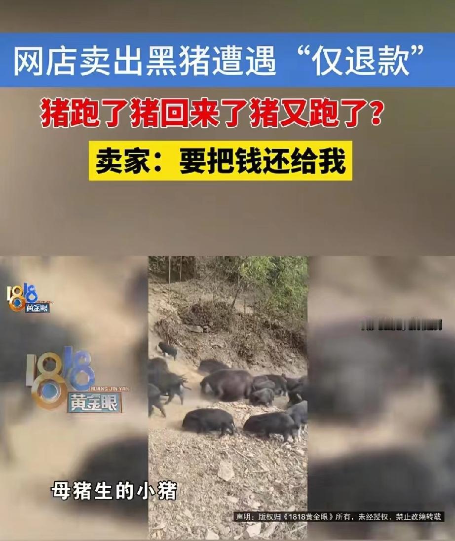 就是想白嫖！江西，女子开网店售卖跑山土黑猪，一买家下单，花1890元买了三头小猪