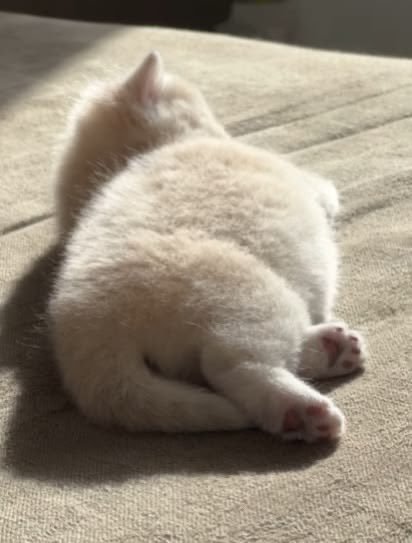 小咪乖乖睡 ​​​