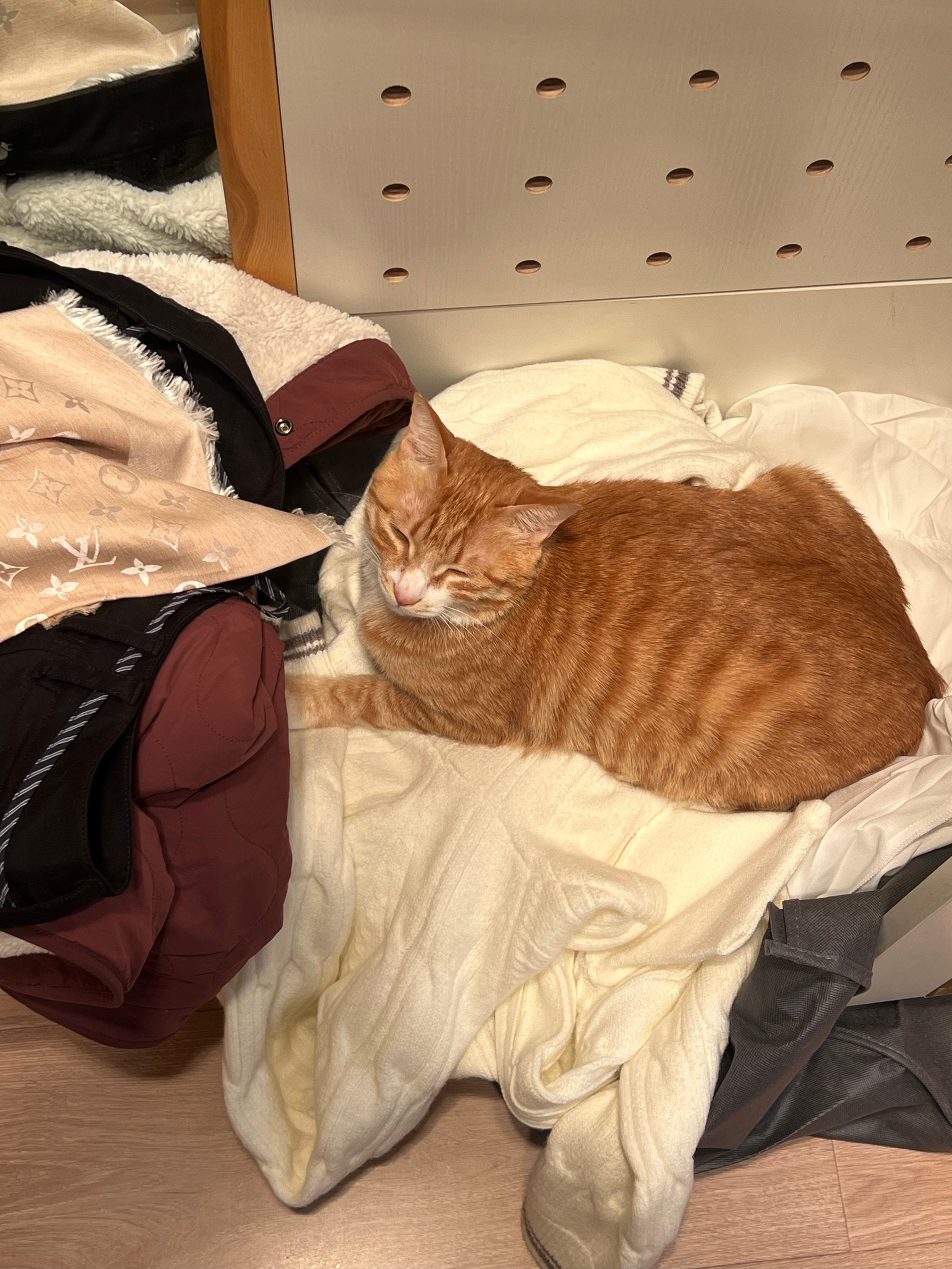 衣帽间小猫的进化史我在试衣服她跑进来陪我 