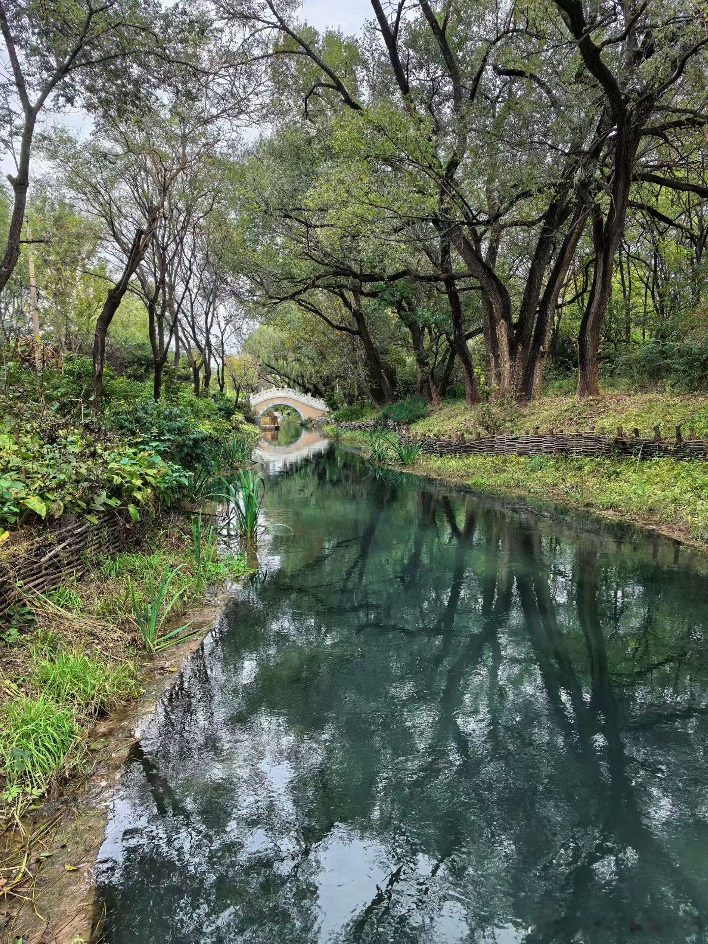 昨天去了玉泉山附近的园外园，两山公园转了转，稻子🌾黄了，如果再过几天叶子完全黄