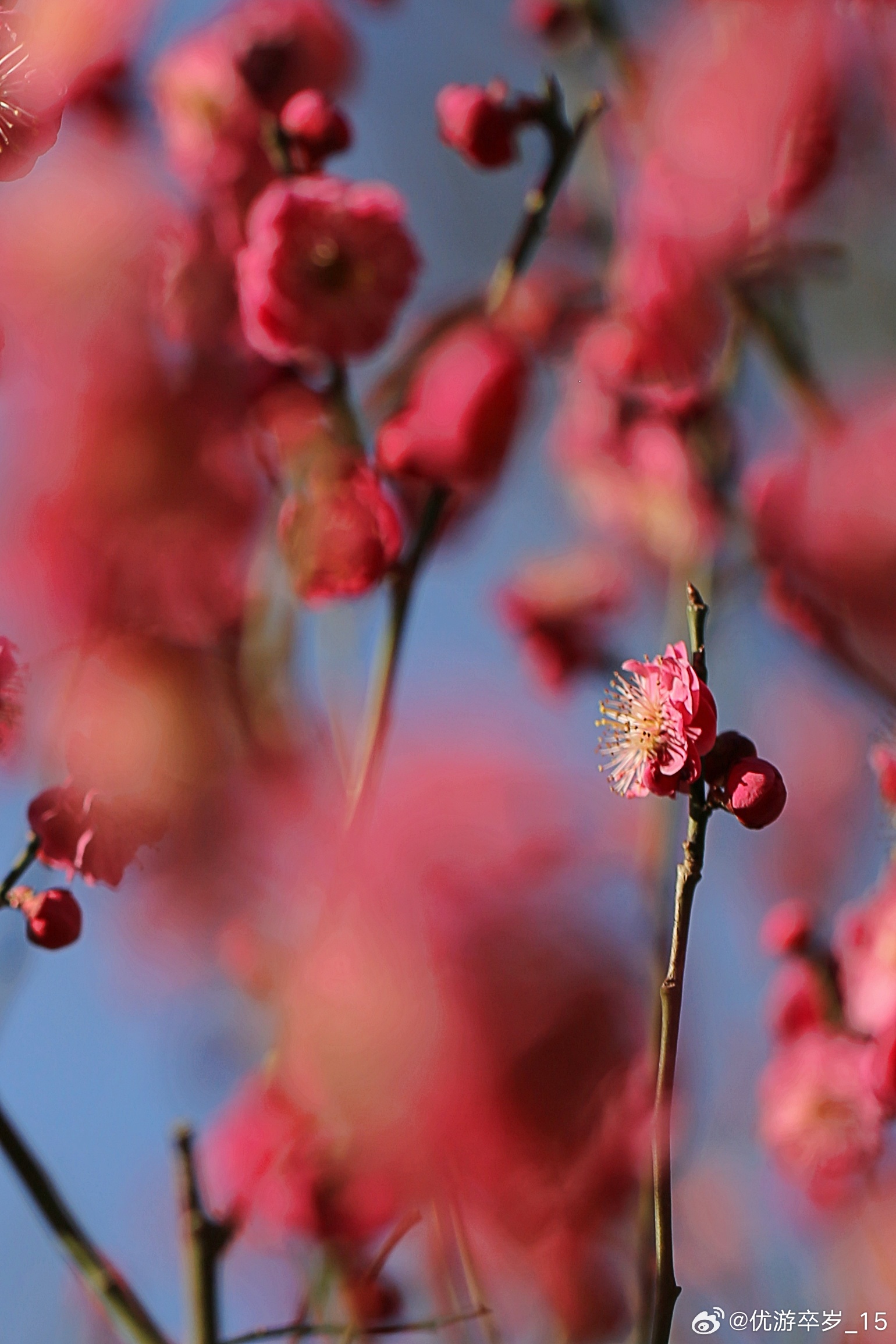 我的2026 风轻香自来，万点胭脂红。明城墙遗址公园生活记录发现极美北京