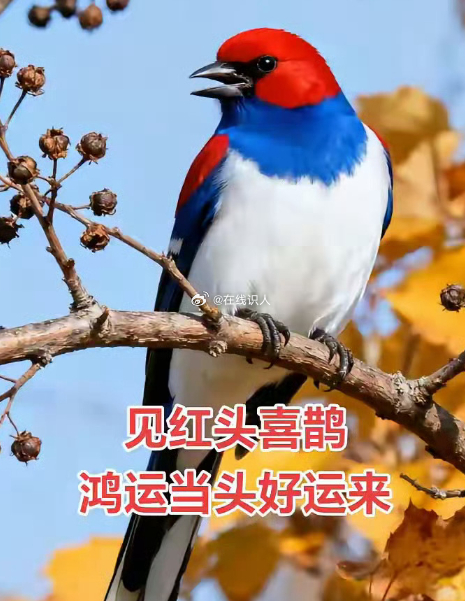 老一辈人说，见红头喜鹊，鸿运当头好运来。 