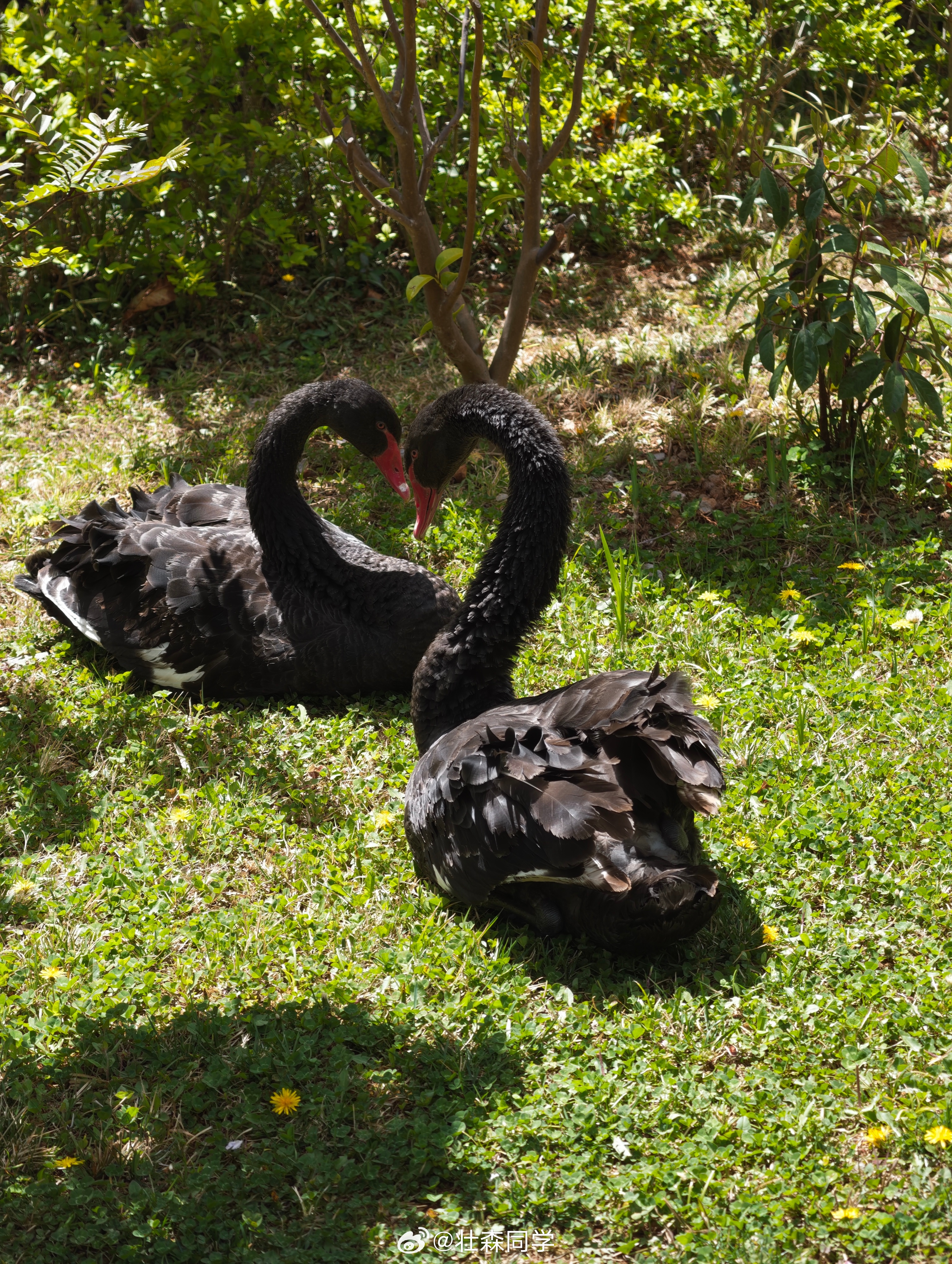 分享一下这几天在丽江用vivo X300 Ultra直出的随手拍颜色和效果真的都