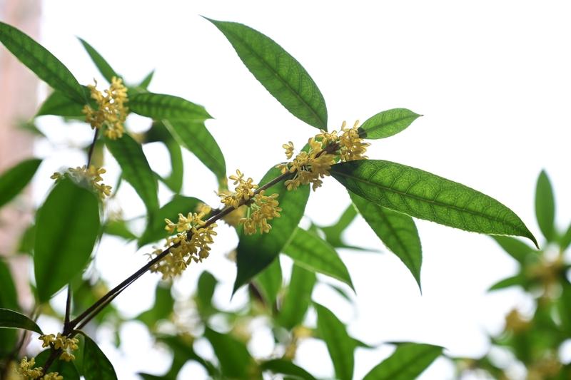 秋朝偶得

（一）霜降寻香
霜降方临未见霜，
幽园曲径漫芬芳。
举眸四顾寻香处，