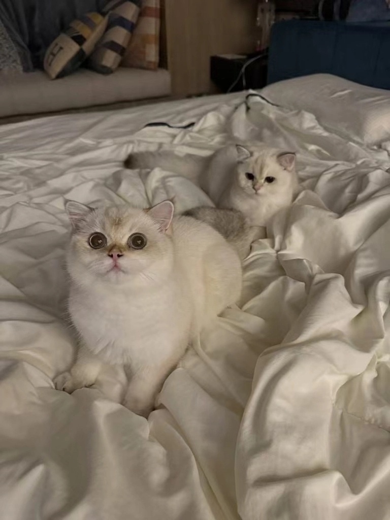 冬天床上会长猫 英国短毛猫  英国长毛猫  英短[超话]  金点[超话]  金点