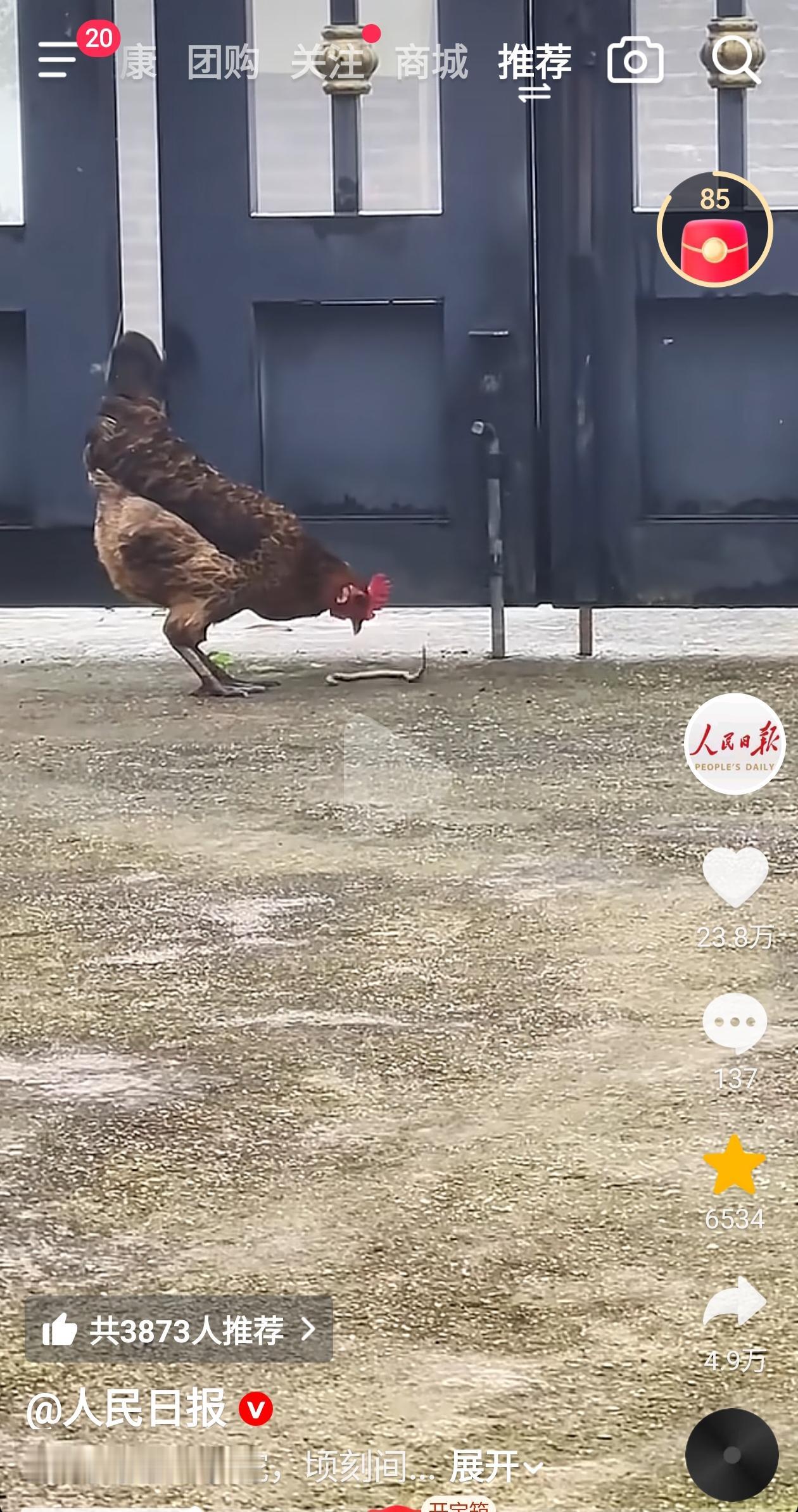 人民日报发布了一条配文为“当公鸡遇上小蛇，顷刻间胜负已分”的视频。这是一段真实影