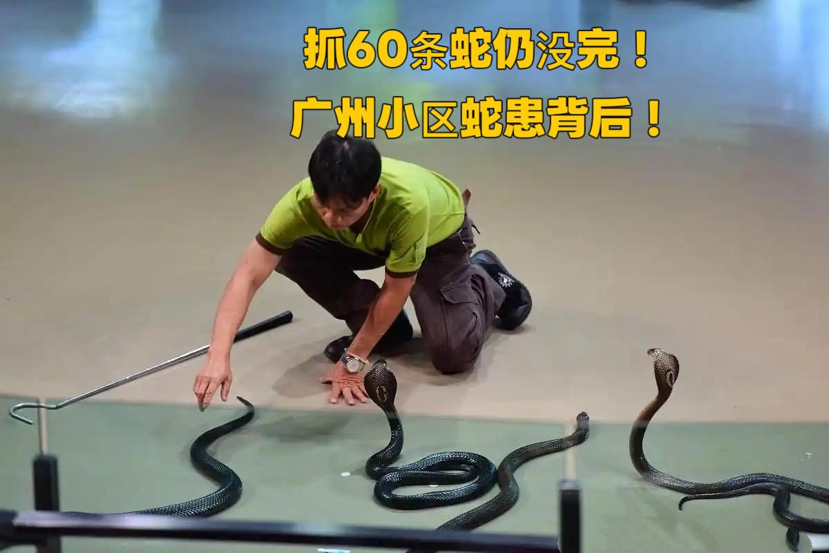 抓60条蛇仍没完！广州小区蛇患背后，藏着所有业主都该懂的真相

“阳台窜出胳膊粗