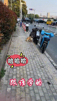 还抱上了，跟谁学的？


丑的要死还抱着不放，大黄找对象的眼光很一般，喜欢满脸褶