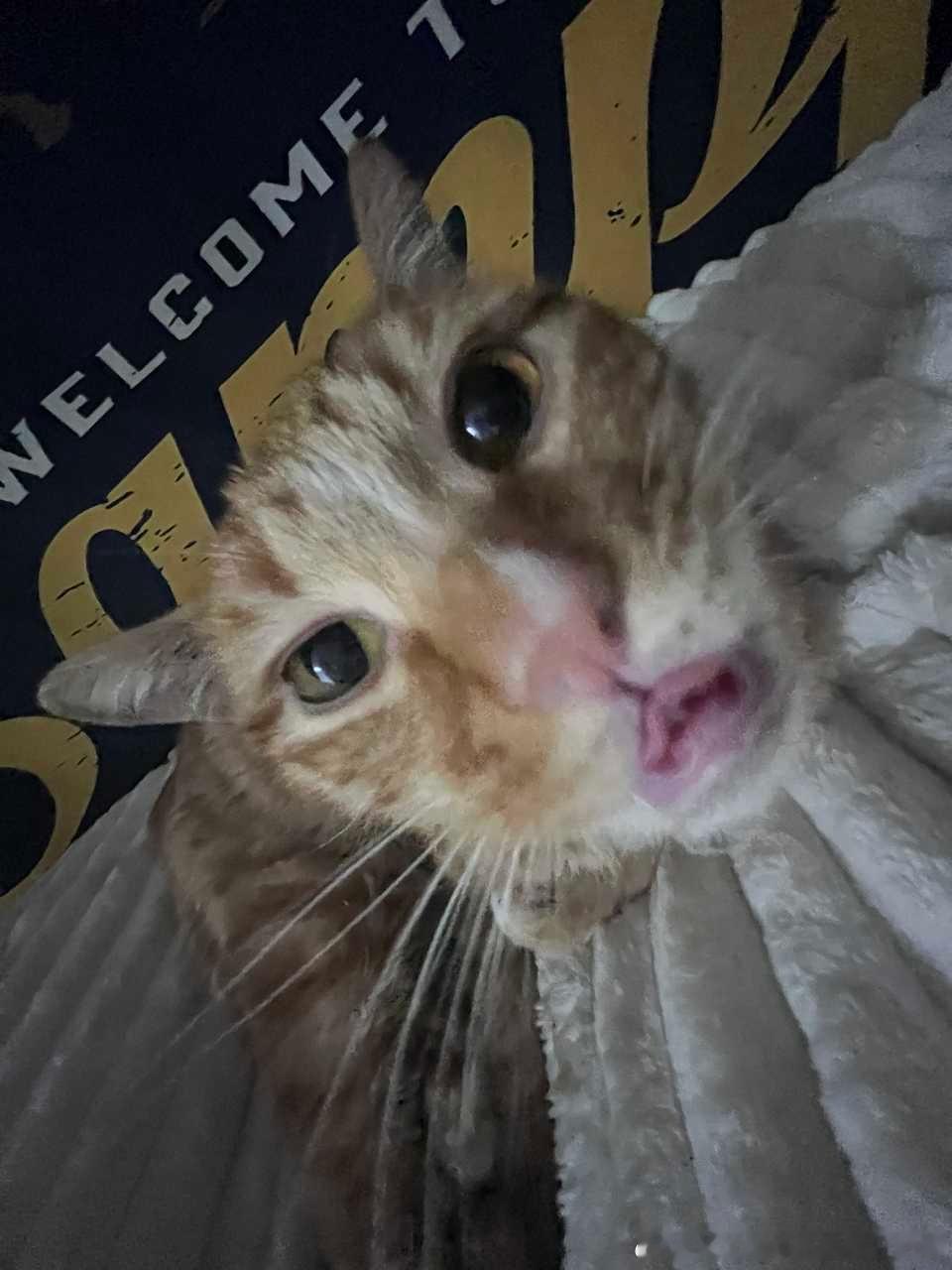 49427【丑猫】你说嘴巴嘟嘟… 