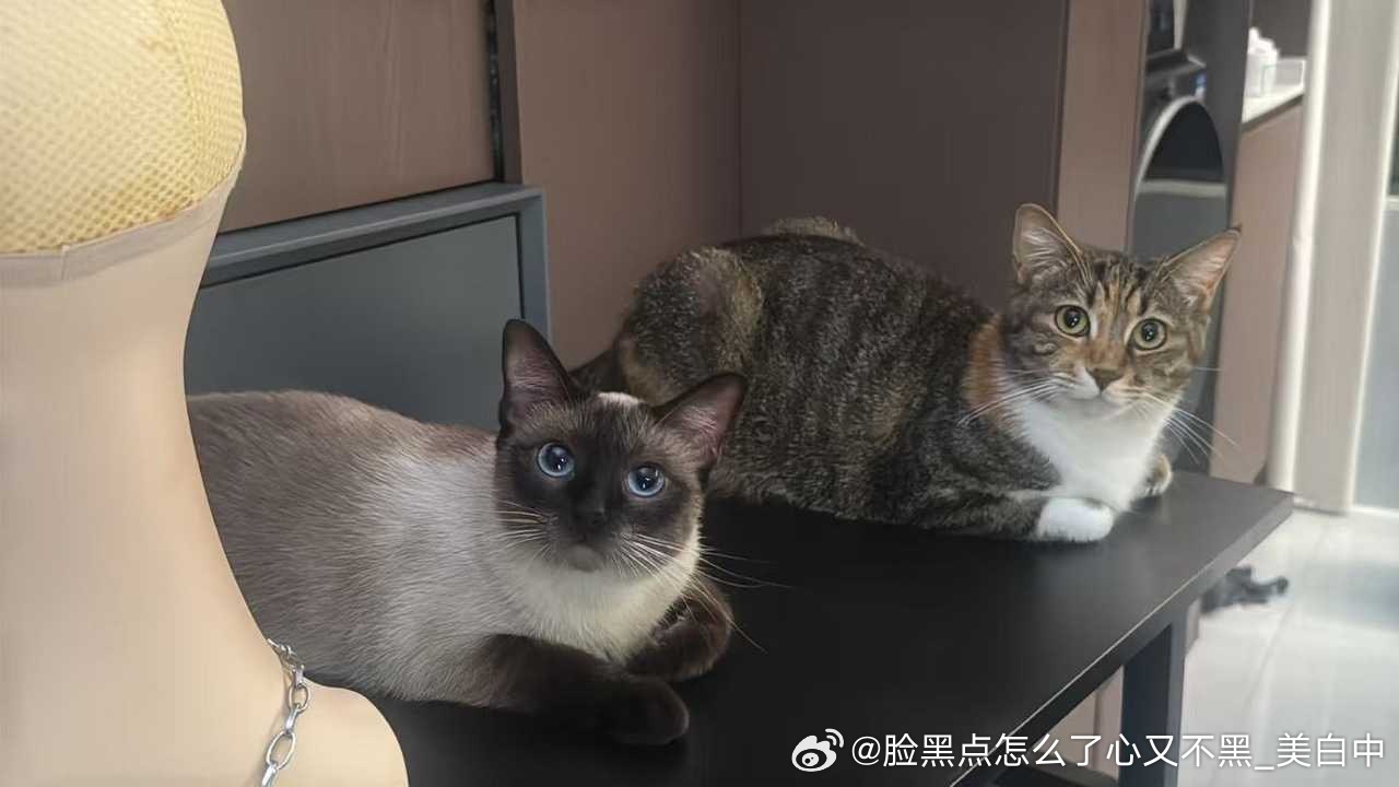 3031只黑脸你不知道你有多可爱 