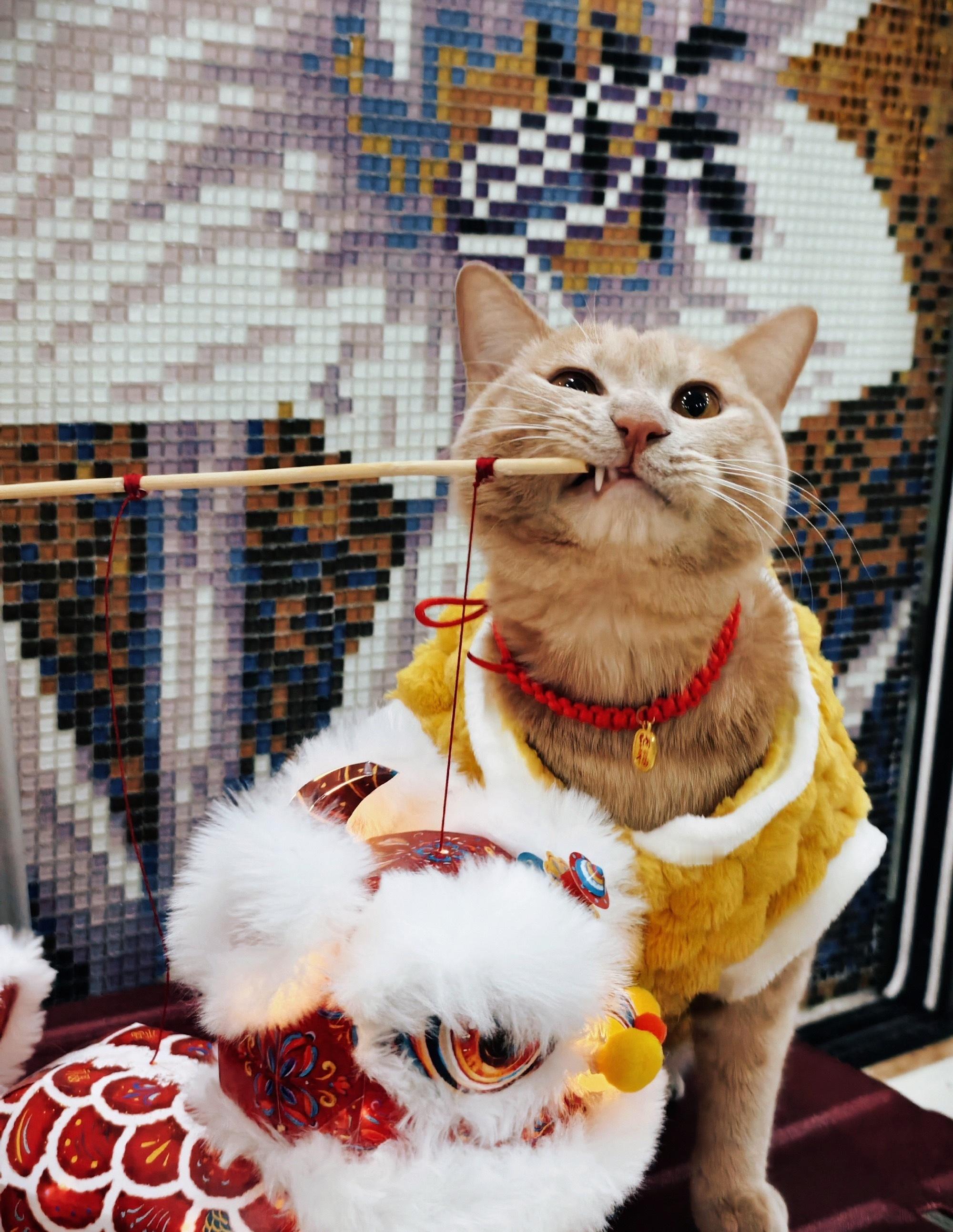 冒个泡🫧今晚再加个金粉红包🧧怎么样？红包橘子来了