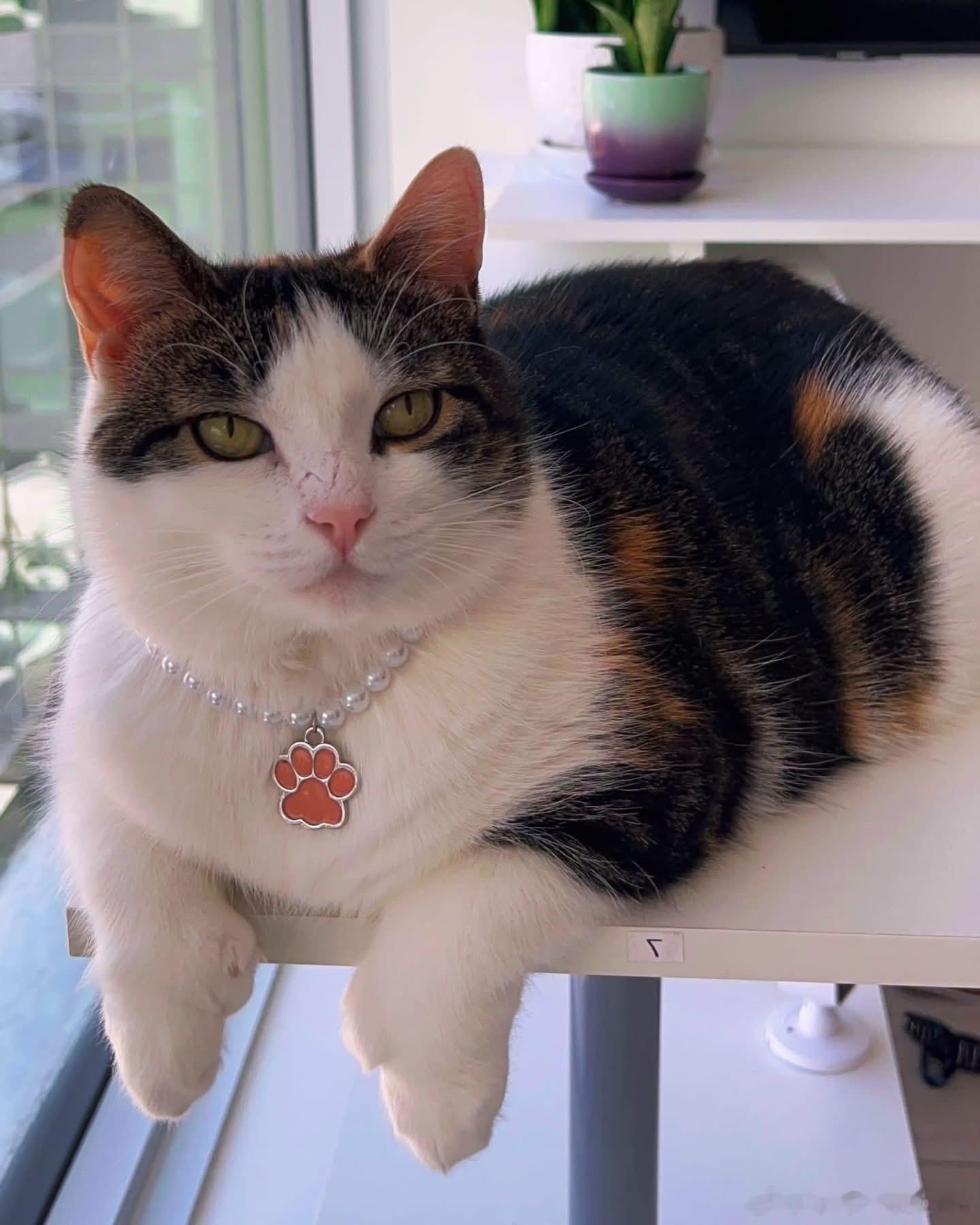 猫宁 ​​​