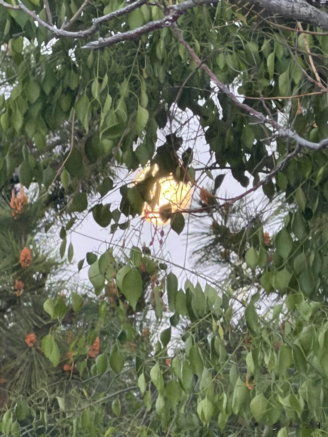 忆秦娥•立夏

花铺雪，鱼波荡漾湖心月。湖心月。三春作别，青莲层叠。

阑珊灯火