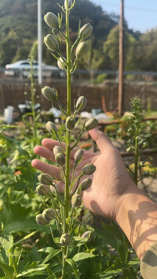 大飞燕和毛地黄，最近长得巨快
