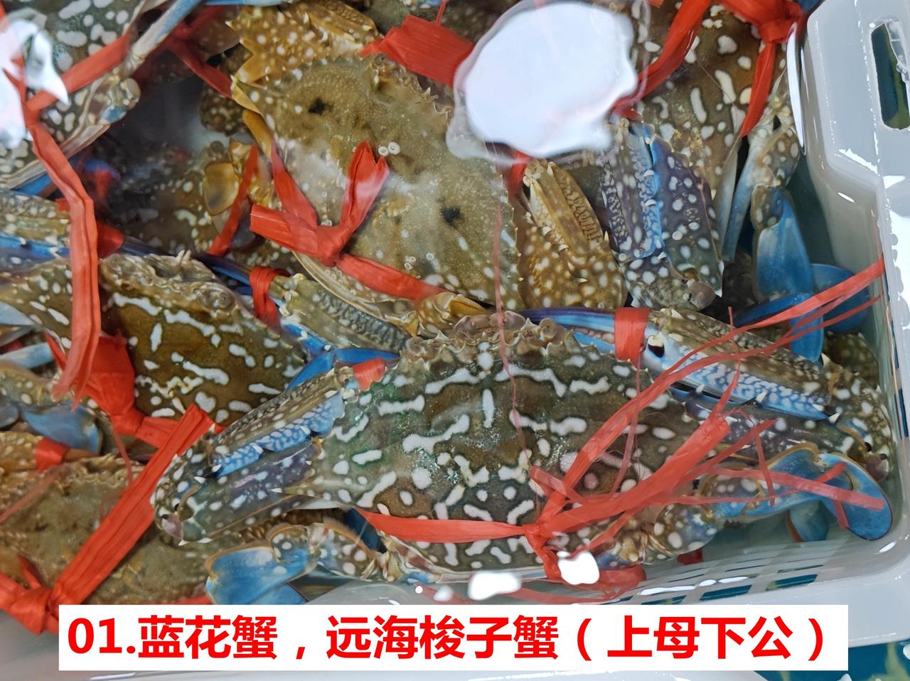 花蟹主力4种，最近大花蟹多又大，开渔就是好~
01.蓝花蟹，远海梭子蟹（上母下公