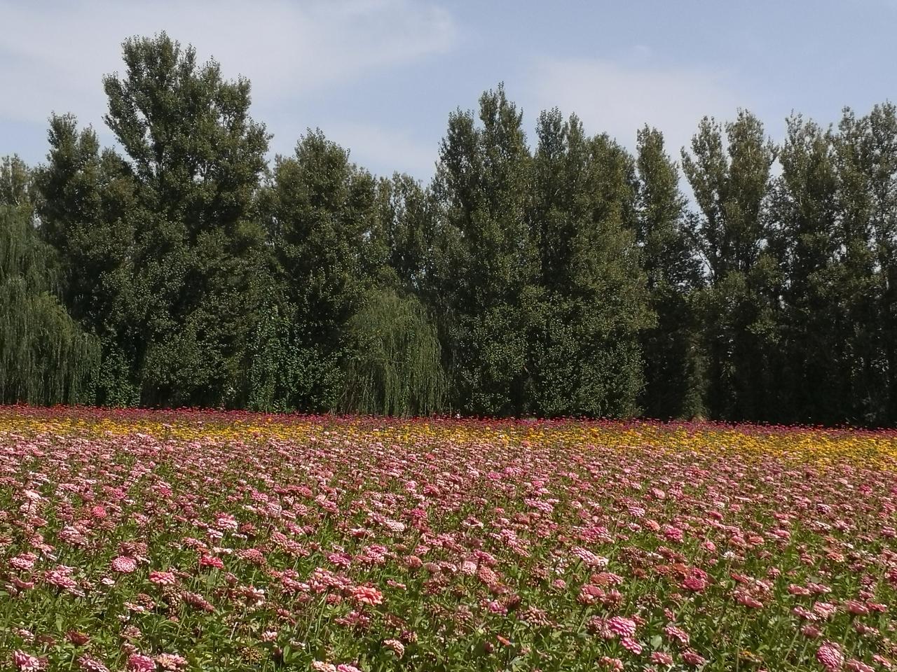 广阔的花海美景图秋日花海五彩铺展，阳光落在花枝上，温柔又治愈，你最喜欢秋天哪种花