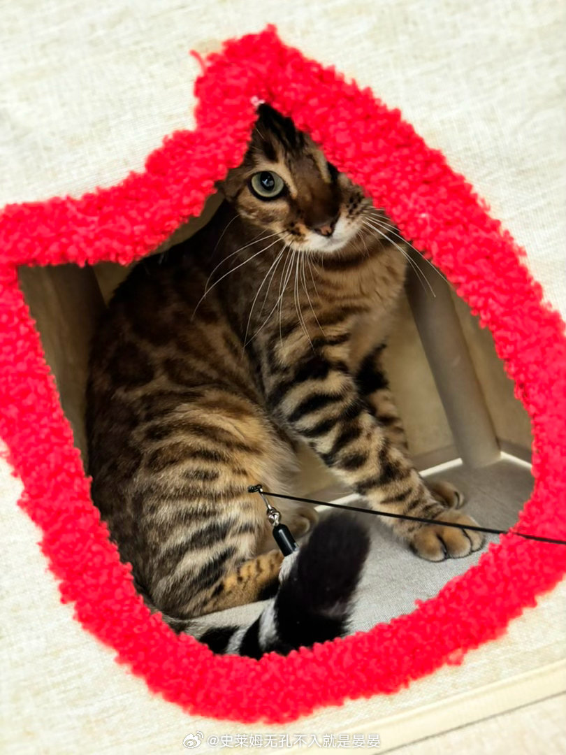 鲨鲨第一次体验猫爬架，好不容易即将登顶（威逼利诱连哄带抱），下来摔了一跤，嘤嘤嘤