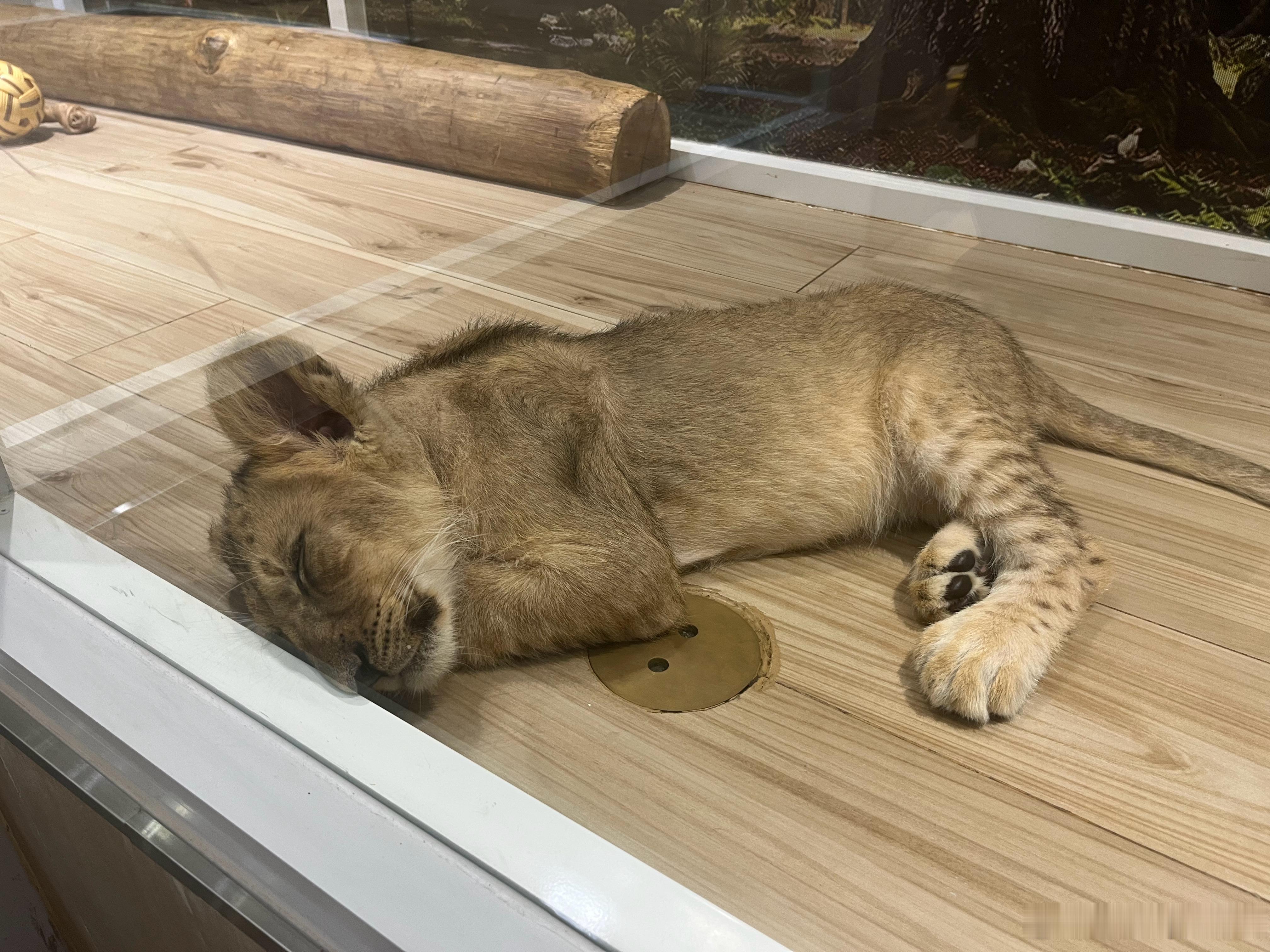 路边一家小狮子主题的咖啡店 
