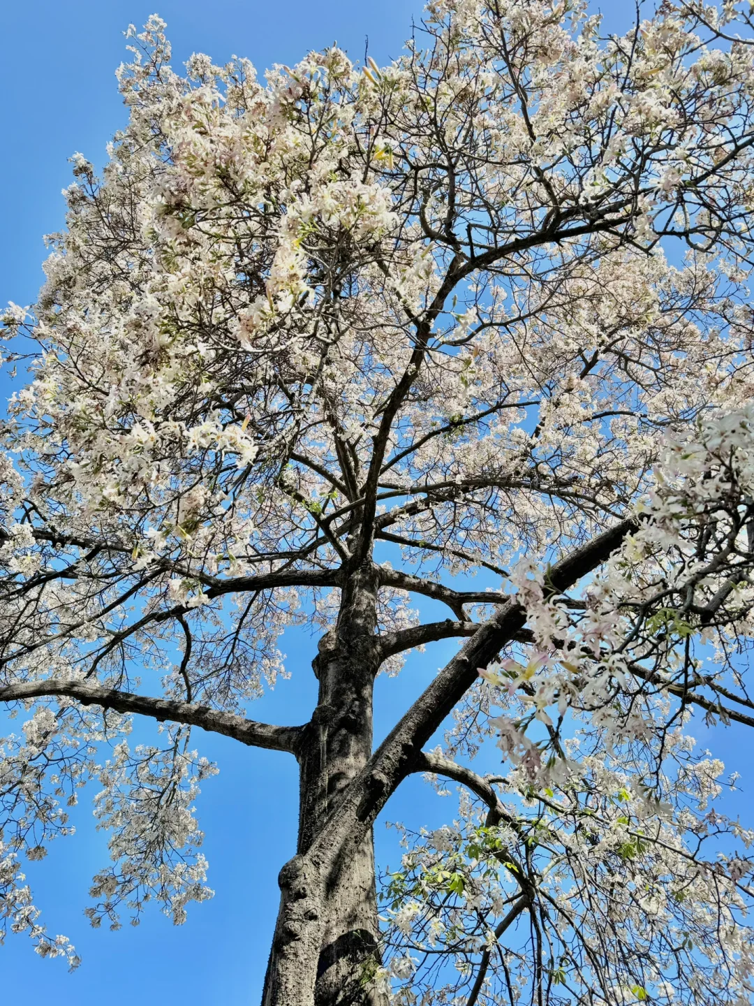 11.27广州下雪了❄️！华师白异木棉🌸浪漫哭……