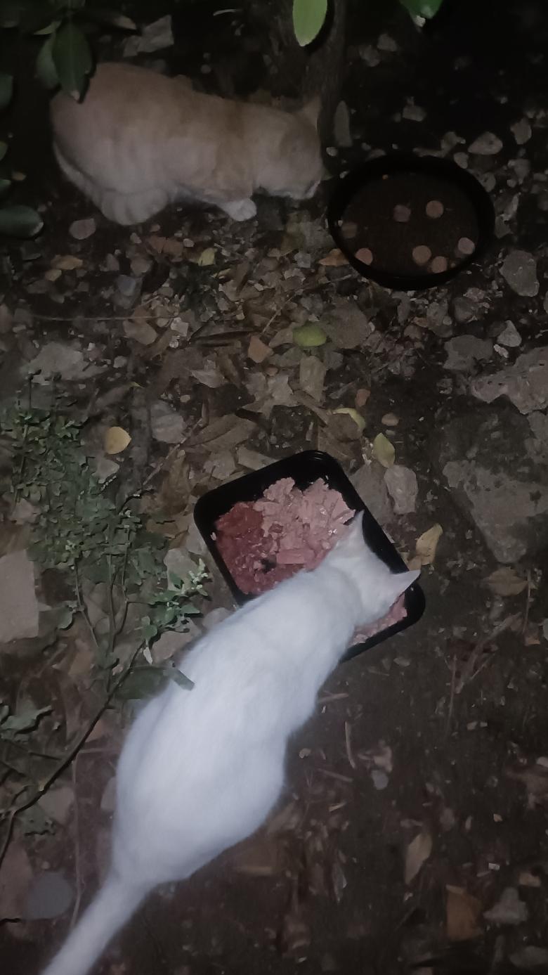 去垃圾站投喂流浪猫，我一直等到小白猫吃的差不多了，这才把湿粮放在了高处，小奶牛猫