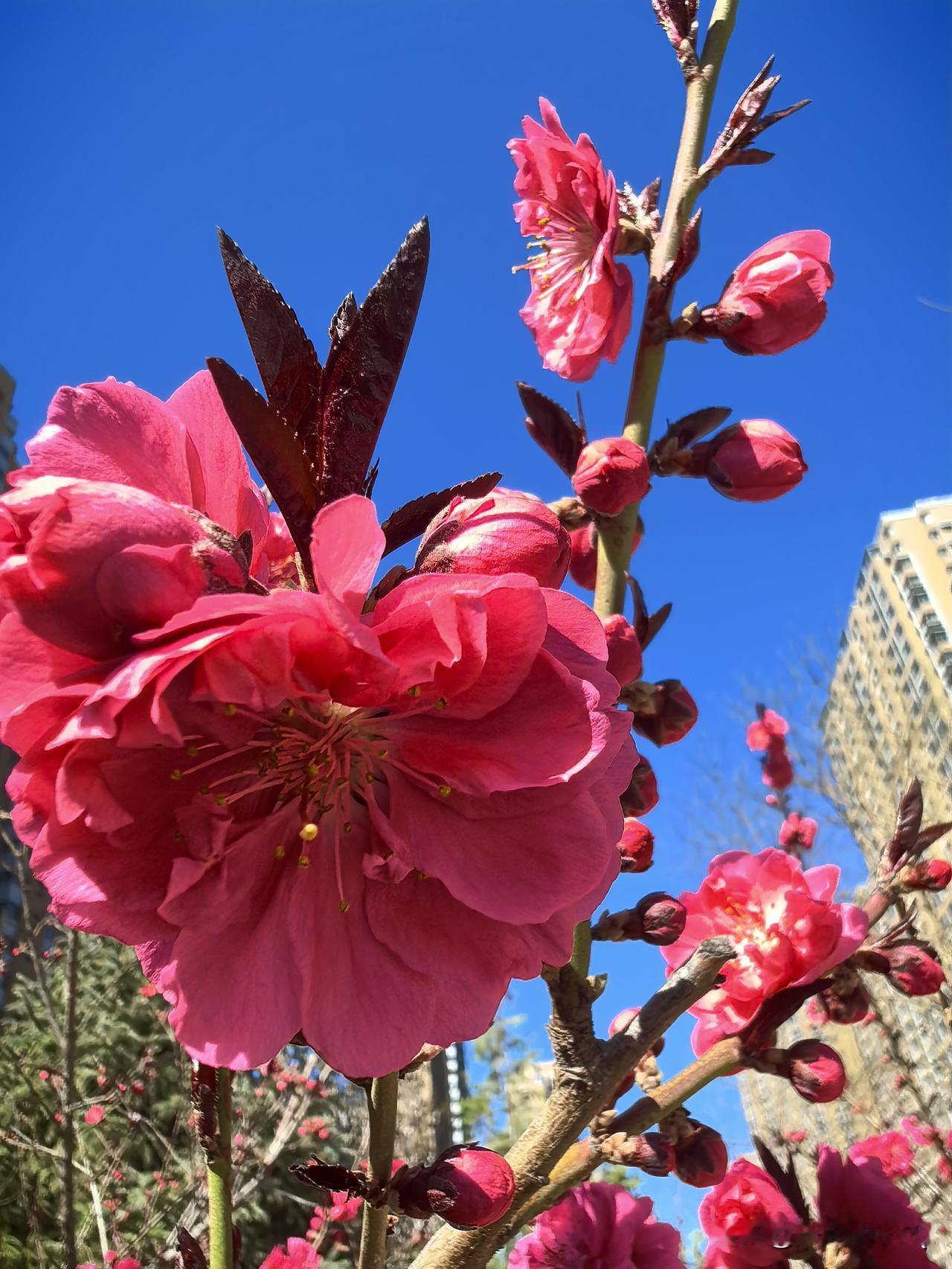 来一组照片证明花开正艳繁花遇春风，满目皆盛景。