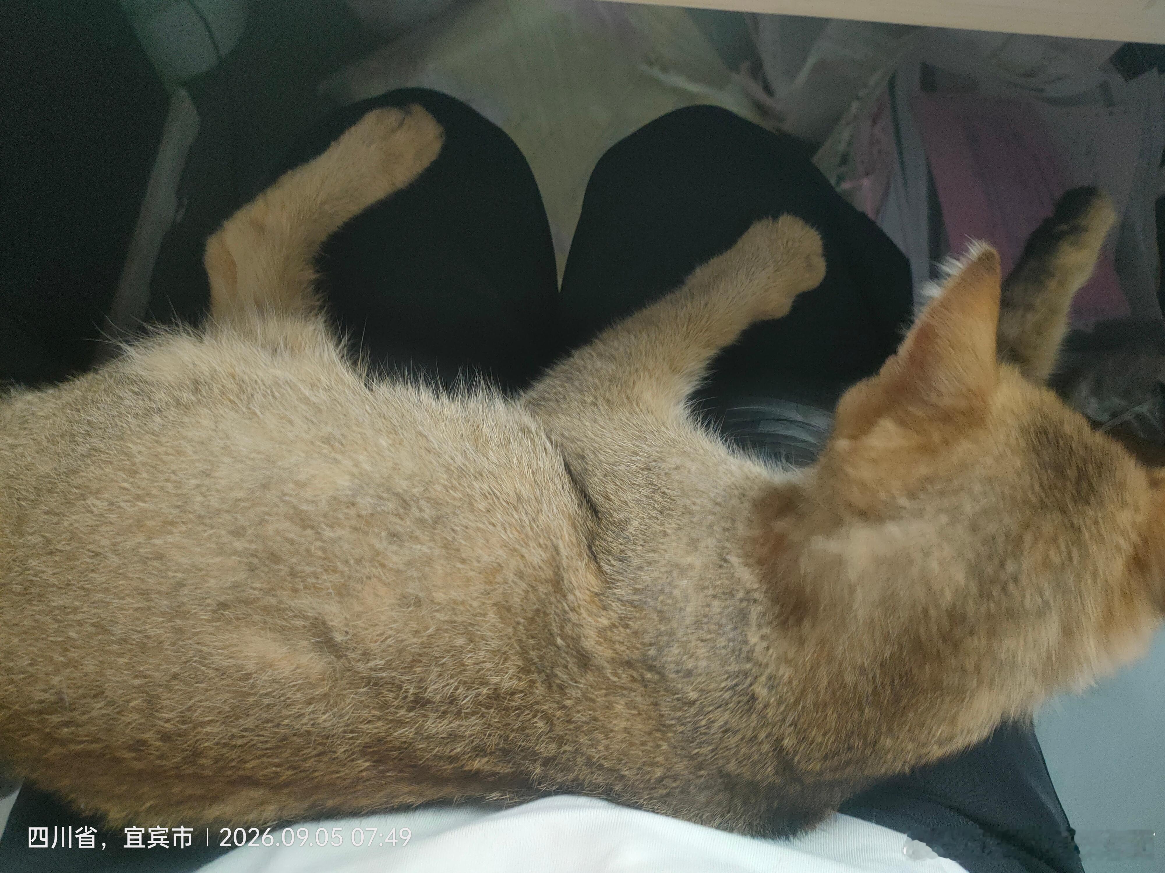 猫你在干嘛，怎么就往人身上蹭呢？big胆。搬砖还能挼猫。 ​​​